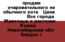 продам очаровательного не обычного кота › Цена ­ 7 000 000 - Все города Животные и растения » Кошки   . Новосибирская обл.,Бердск г.